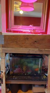 aquaponics garden