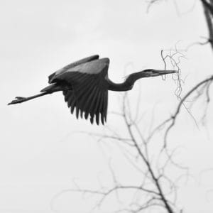 a great blue heron carries a branch toward its nest.