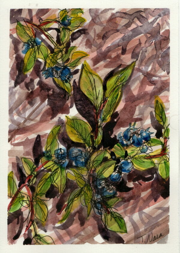 ink drawing with watercolor of blueberry plants