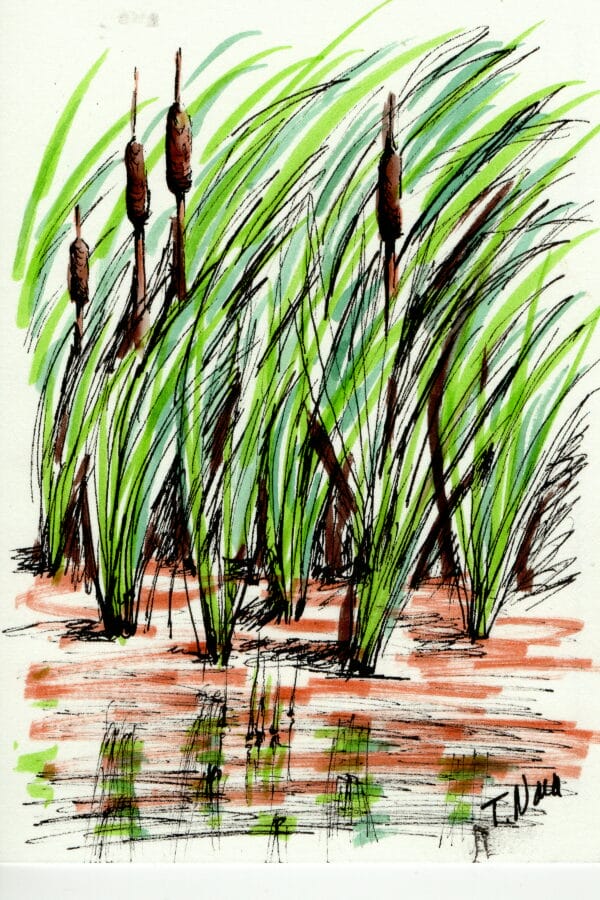 drawing of cattails