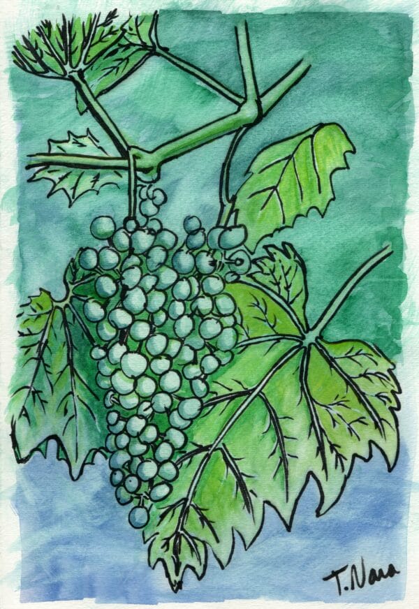 grapes and leaves