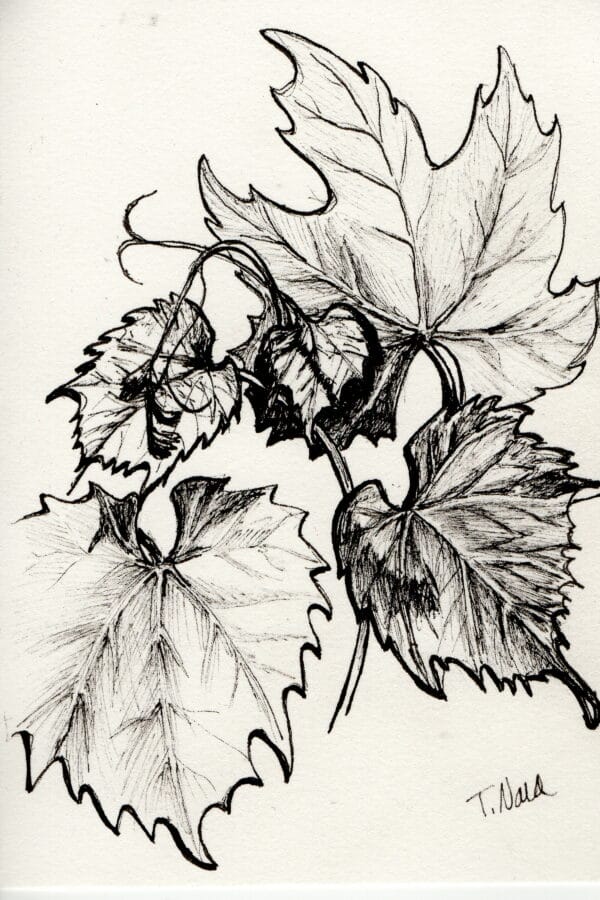 ink drawing of grape leaves