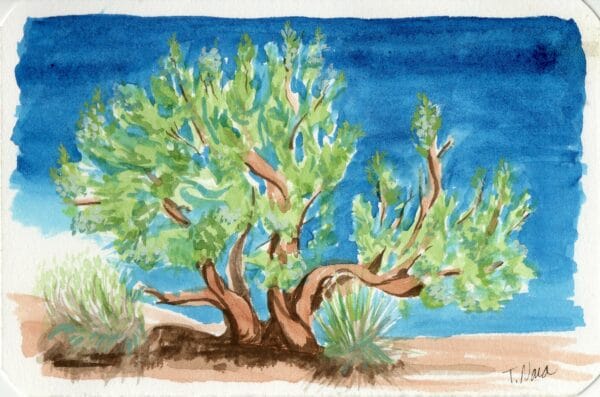 juniper tree watercolor