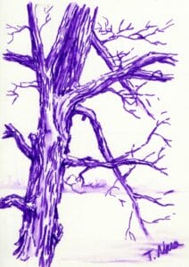 purple maple tree