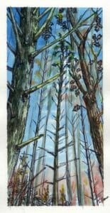 ink drawing of trees with watercolor