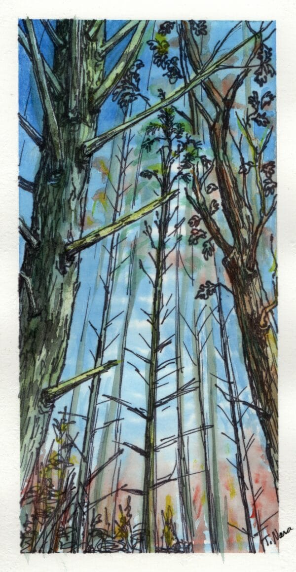 ink drawing of trees with watercolor
