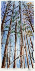 vertical image of trees