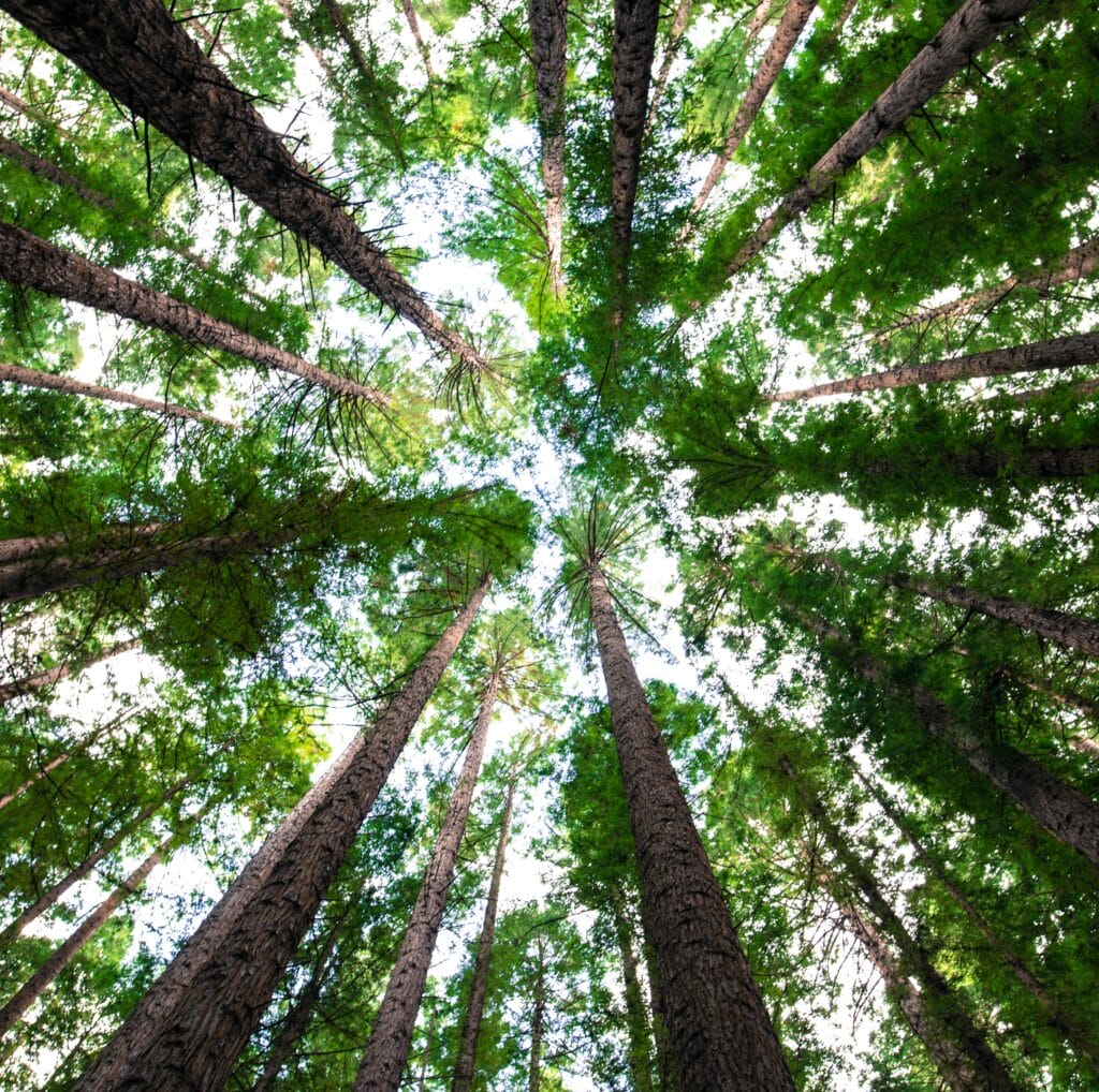 a circle of tall trees with sunlight and blue sky showing through the green leaves